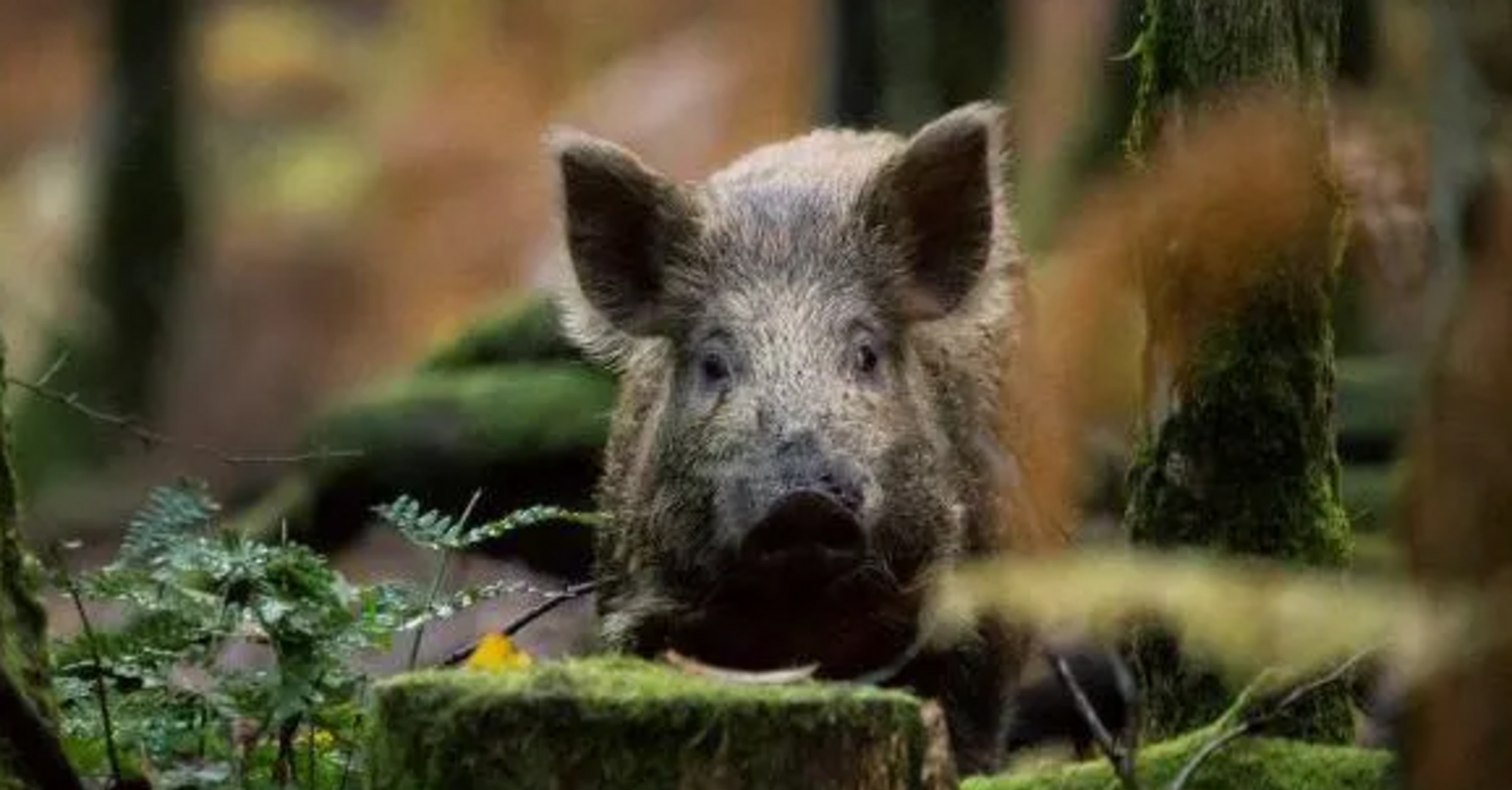 The number of wild pigs may increase in Scotland