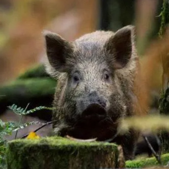 The number of wild pigs may increase in Scotland