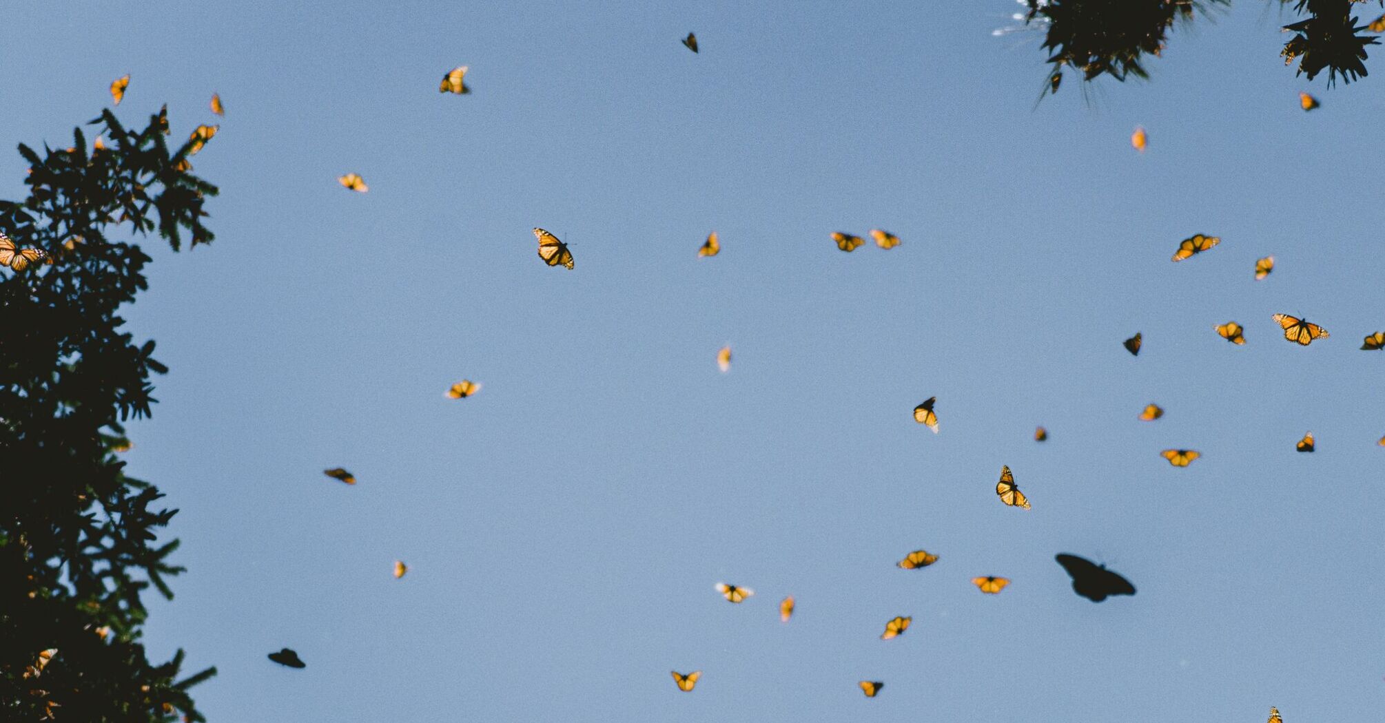 Flock of butterflies flying under blue sky during daytime