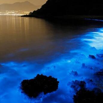 Top 5 mesmerising bioluminescent beaches in India that glow at night