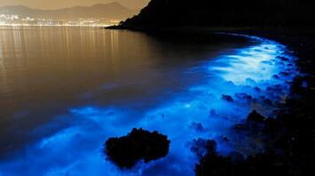 Top 5 mesmerising bioluminescent beaches in India that glow at night