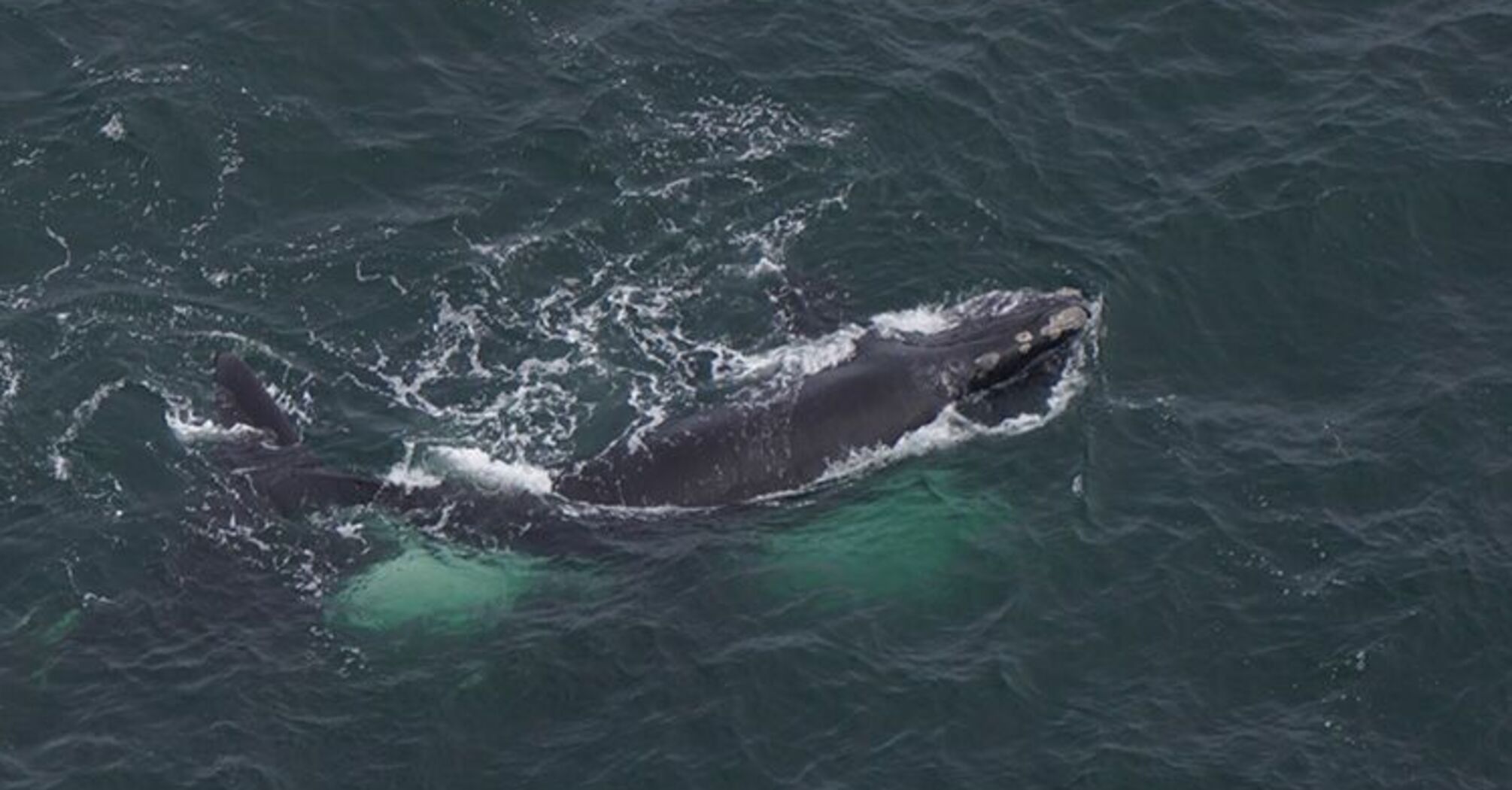 A rare gray whale that has been extinct in the Atlantic for over 200 years has been spotted off the coast of Nantucket