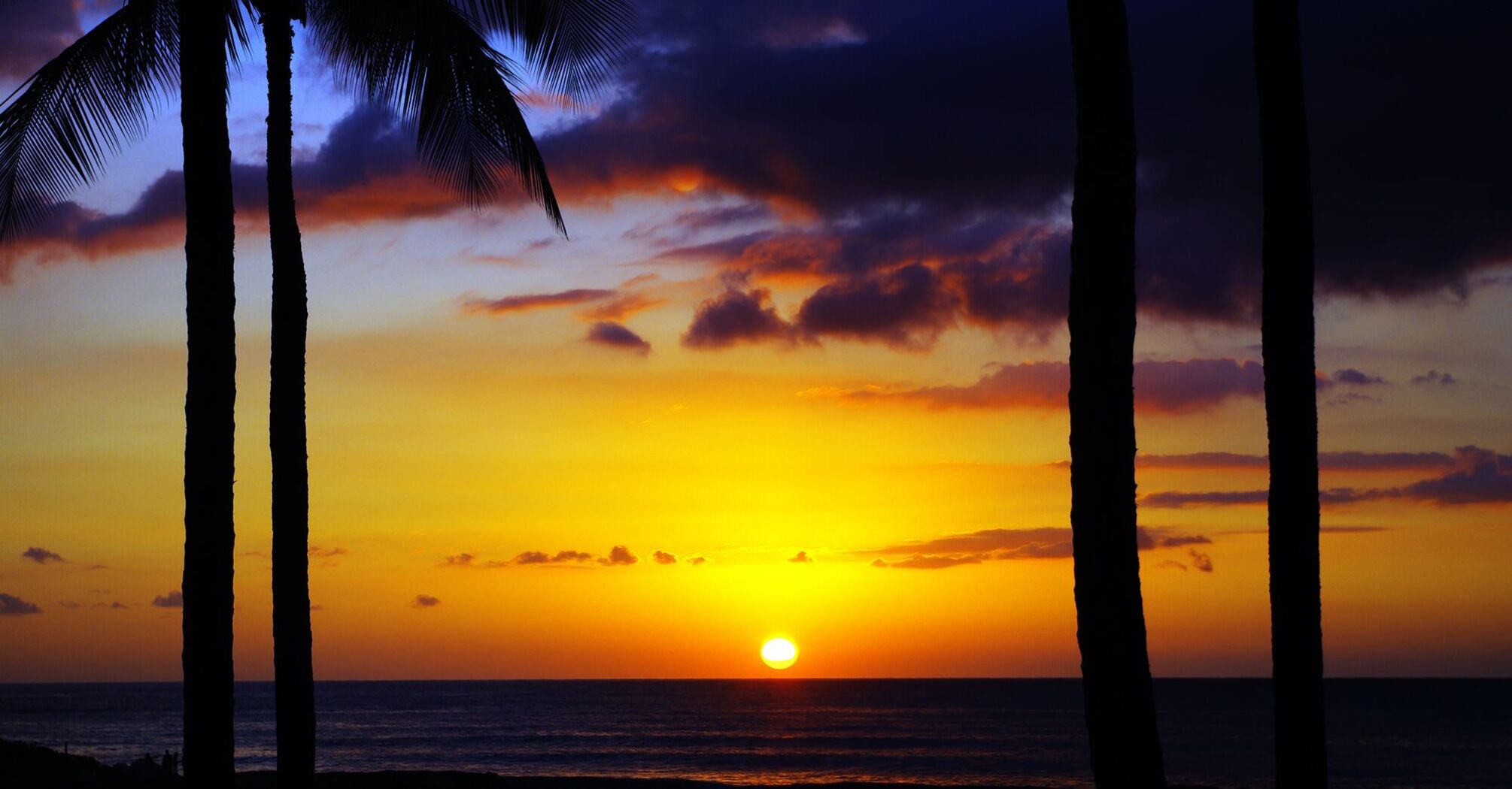 A vivid sunrise over a calm ocean viewed between silhouetted palm trees in Hawaii