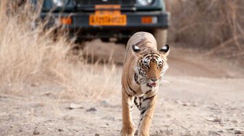 Disappearing animals of India: head to the best parks