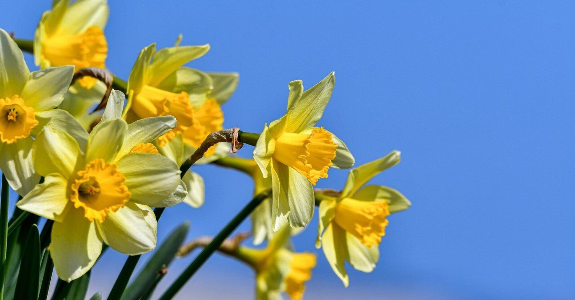 Daffodils in Gloucestershire: free bus transfer and the best walking trails