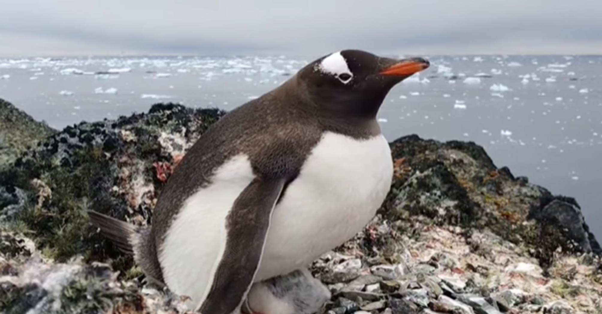 Polar explorers showed "climbing penguins"