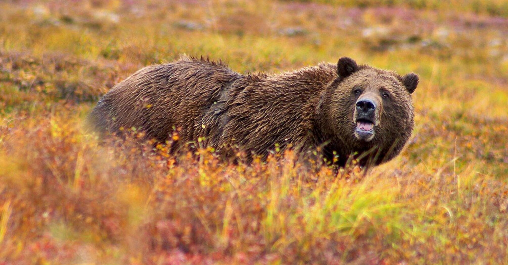 In Yellowstone Park, free walks will be restricted due to grizzly bears