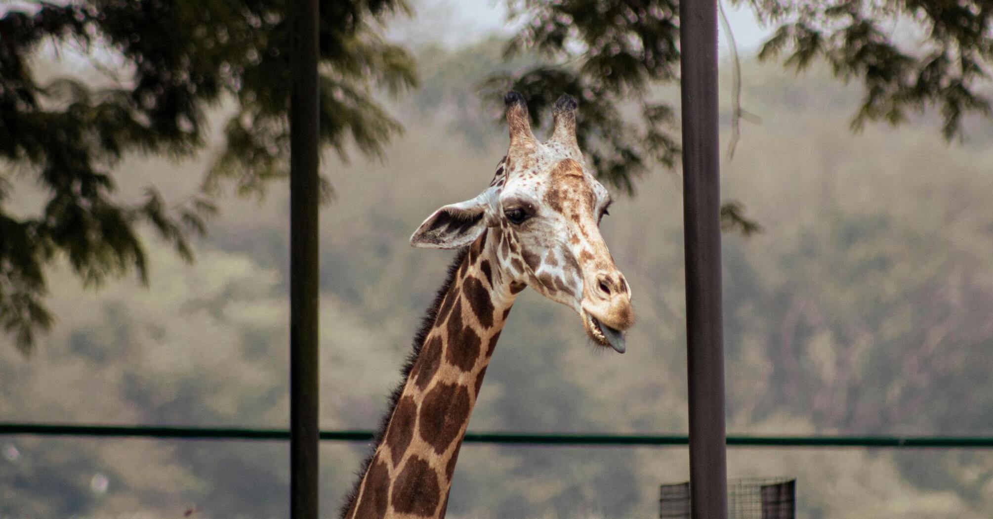 Ohio's Cincinnati Zoo named one of the best zoos in America
