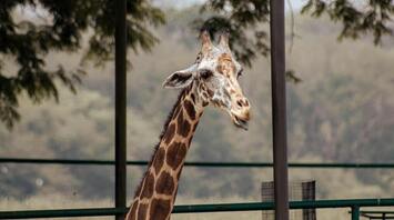 Ohio's Cincinnati Zoo named one of the best zoos in America