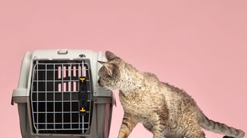 Recommendations for traveling by air with pets