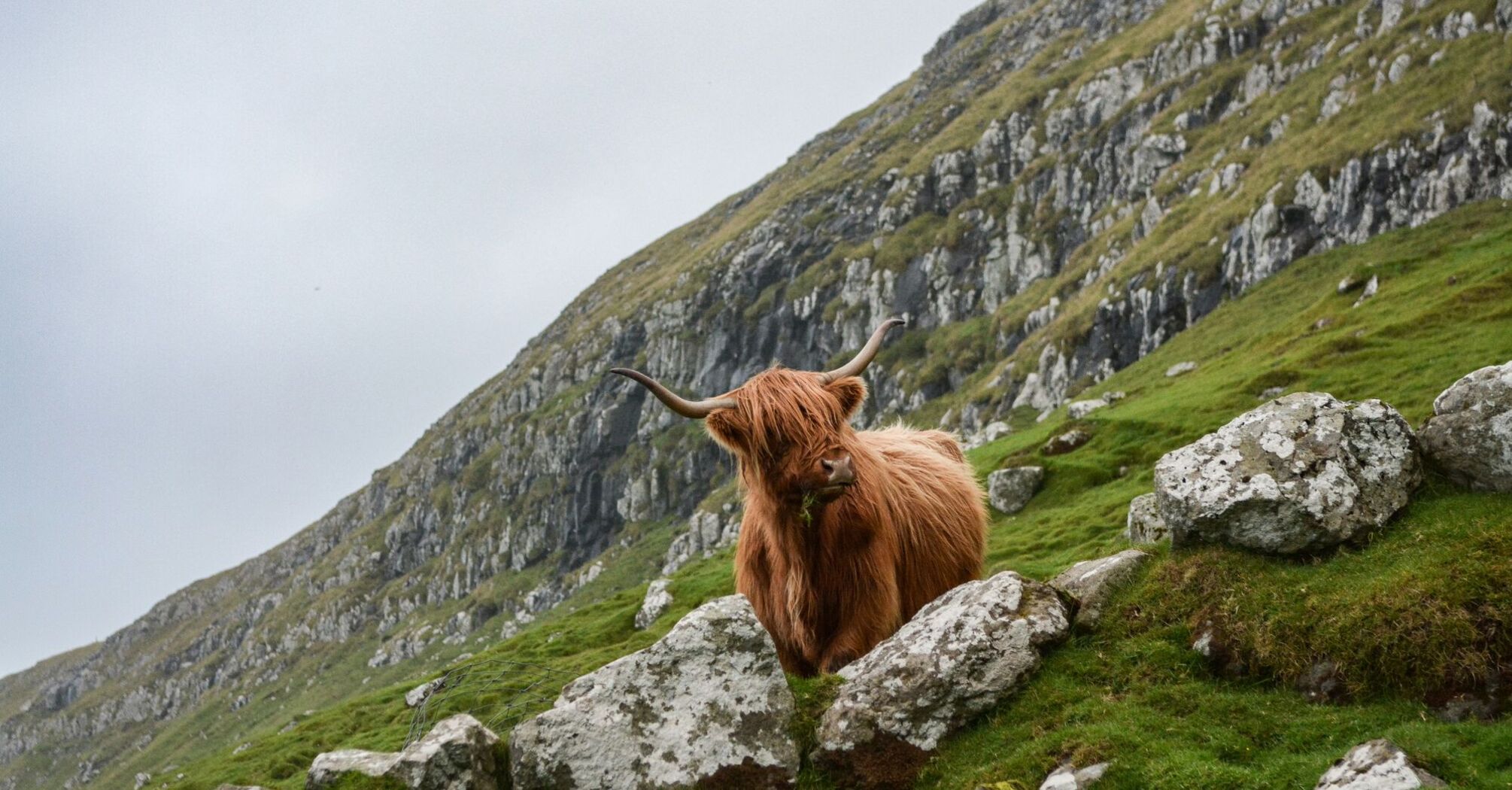 Brown ox on mountain