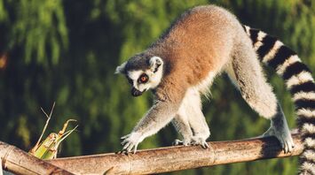 Family adventure in Madagascar: what places to visit