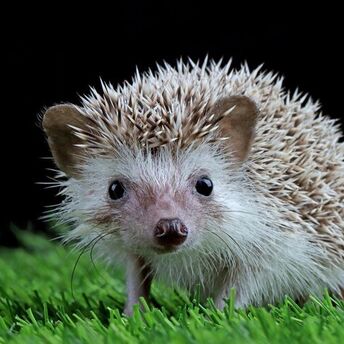 Woman confused a hedgehog with a hat pompom