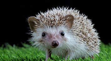 Woman confused a hedgehog with a hat pompom