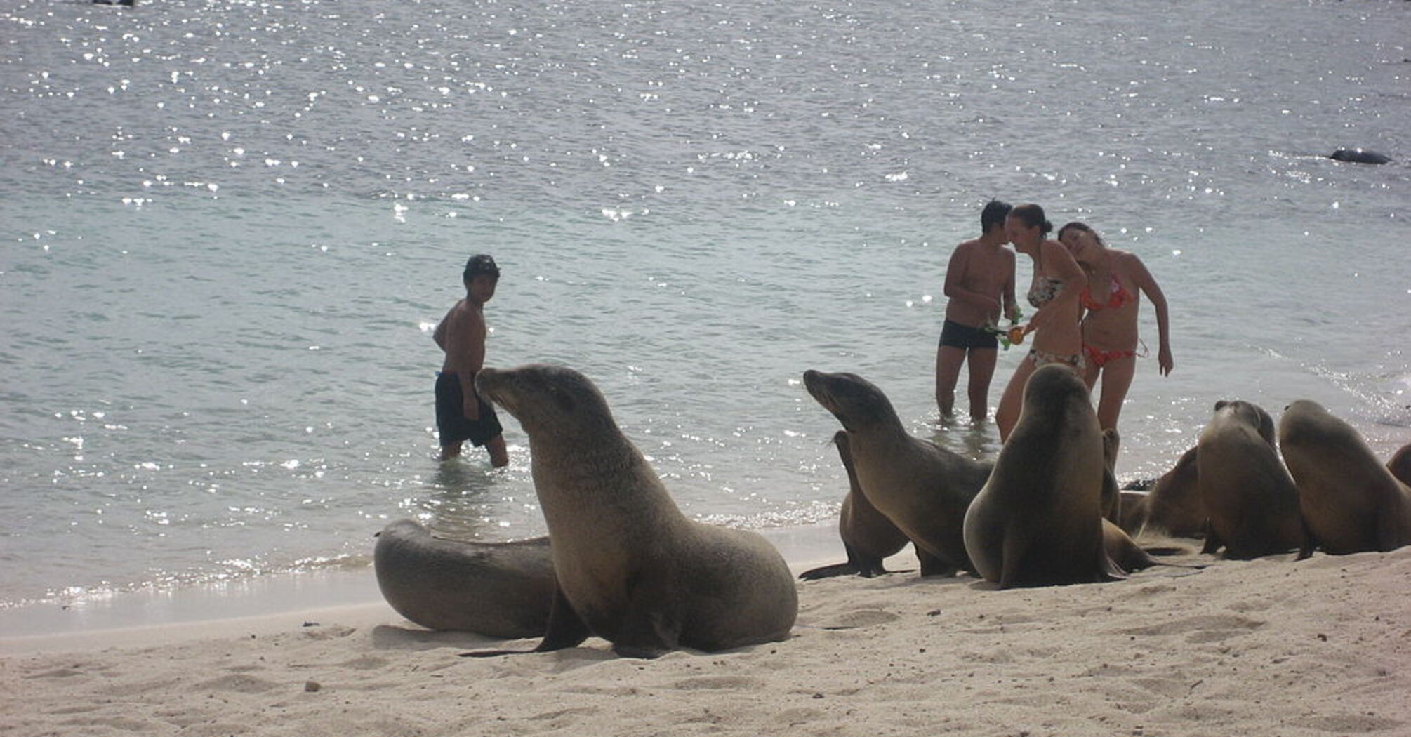 Wonders of the Galapagos Islands: giant tortoises, surfing, and rare animals