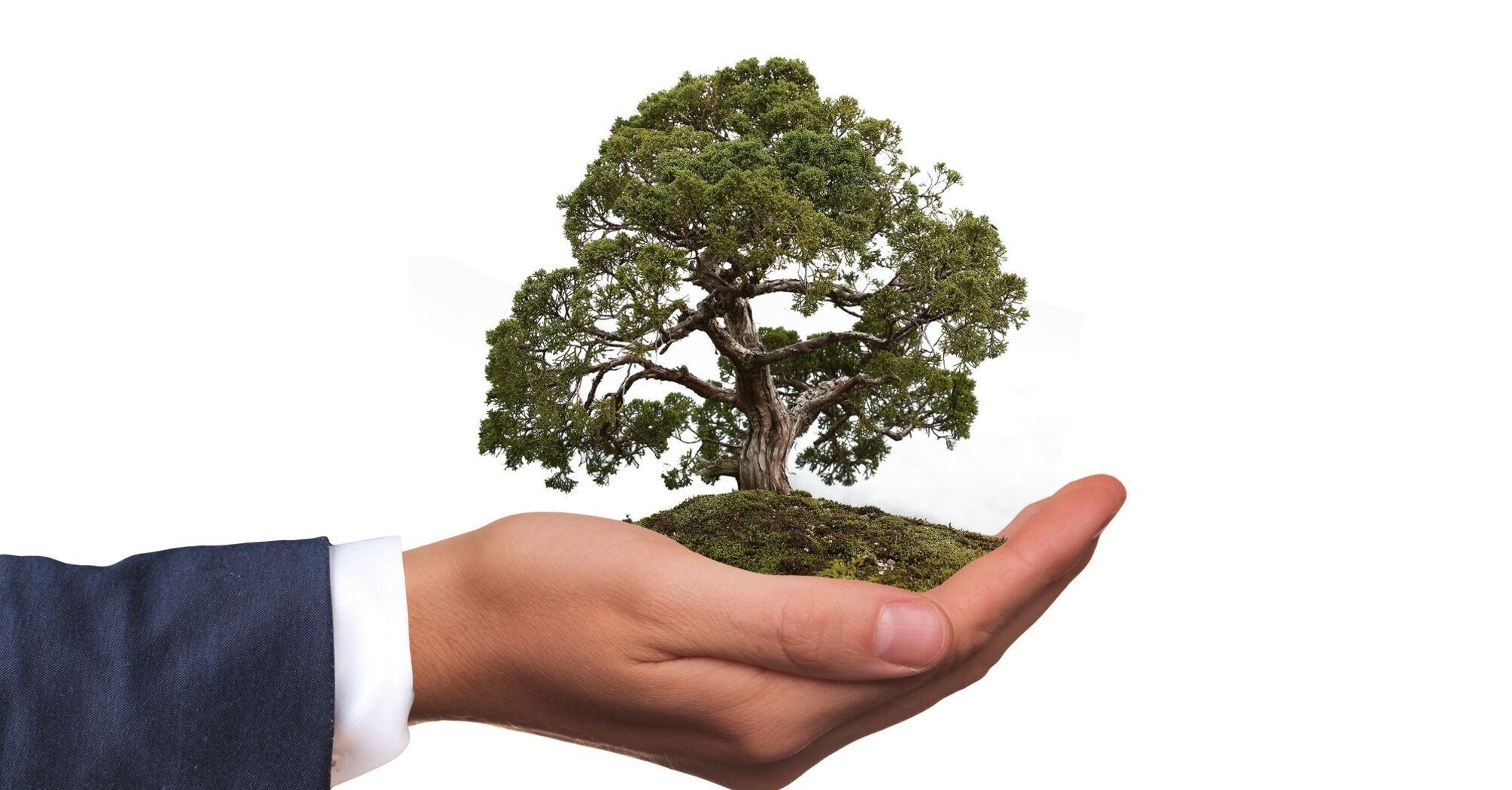 A hand in a suit holding a tree, symbolizing environmental care and sustainability