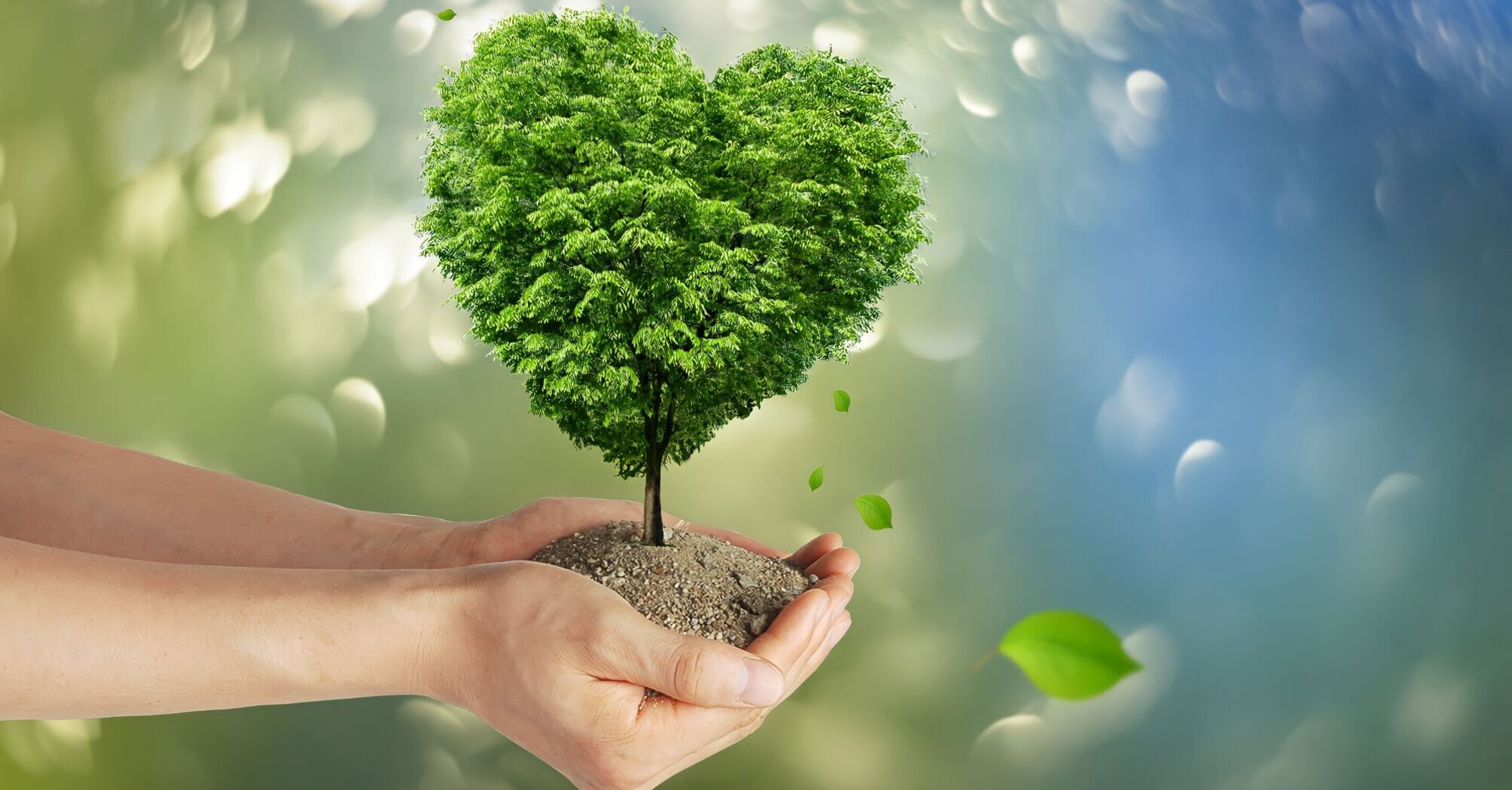 Hands holding a heart-shaped tree under a blurred green background