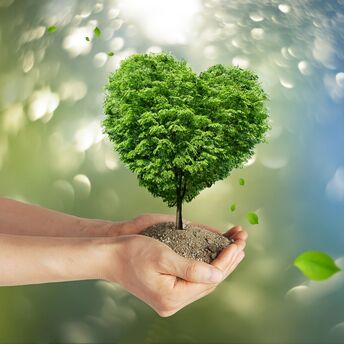 Hands holding a heart-shaped tree under a blurred green background