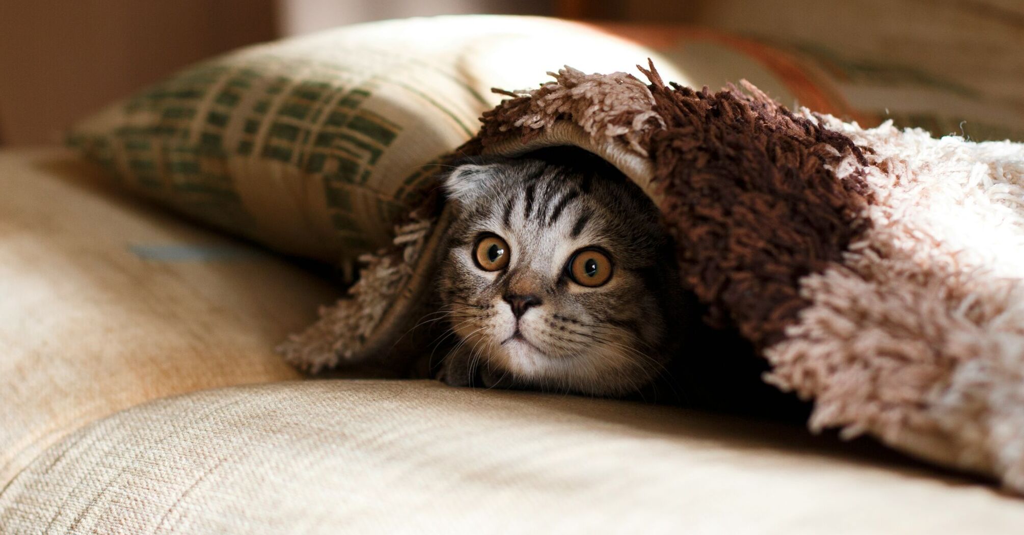 A curious cat peeking out from under a fluffy blanket on a sofa