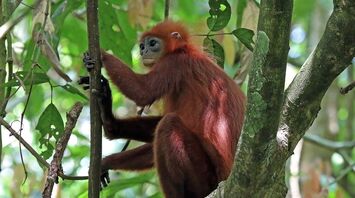 In Sri Lanka, there is a threat to the lives of purple-faced langurs