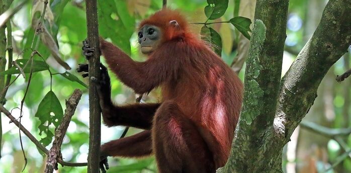 In Sri Lanka, there is a threat to the lives of purple-faced langurs