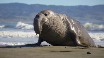 Ukrainian polar explorers show sea elephants