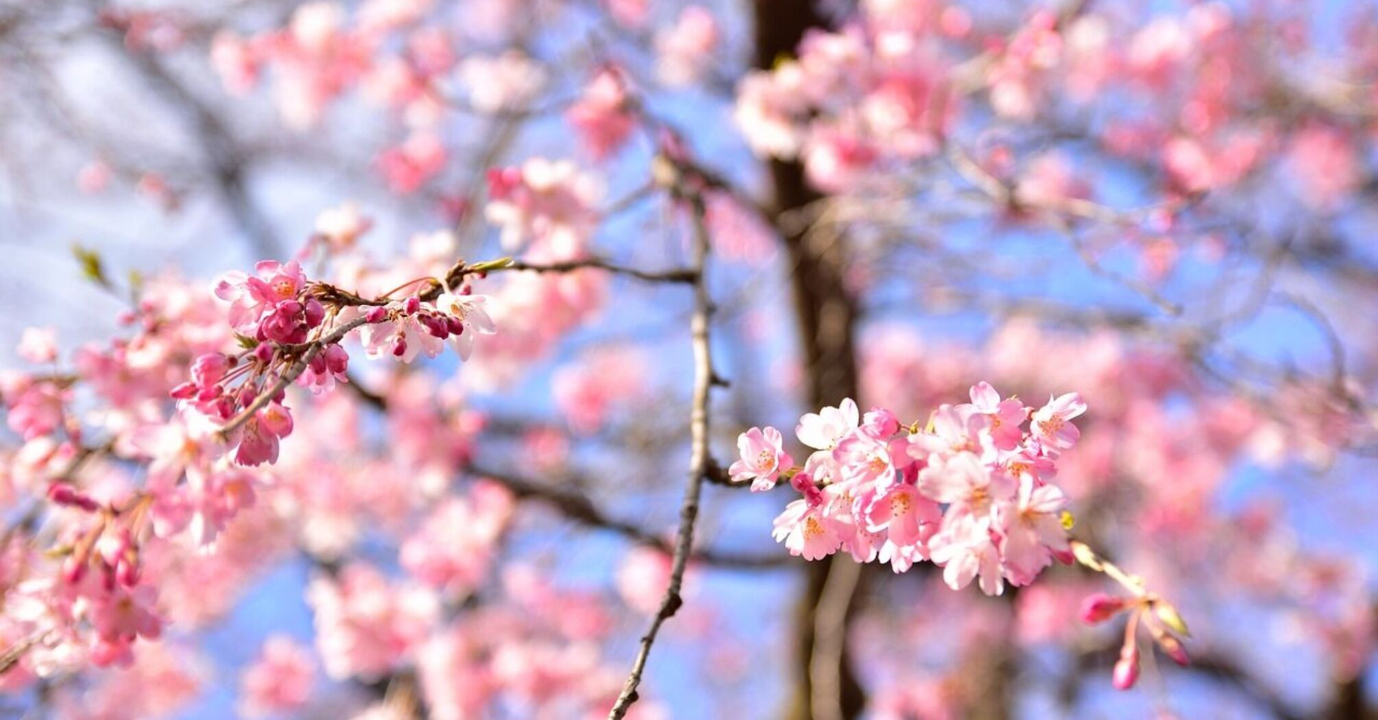 Enjoy the cherry blossom and incredible food during your trip to Tokyo
