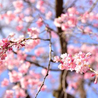 Enjoy the cherry blossom and incredible food during your trip to Tokyo