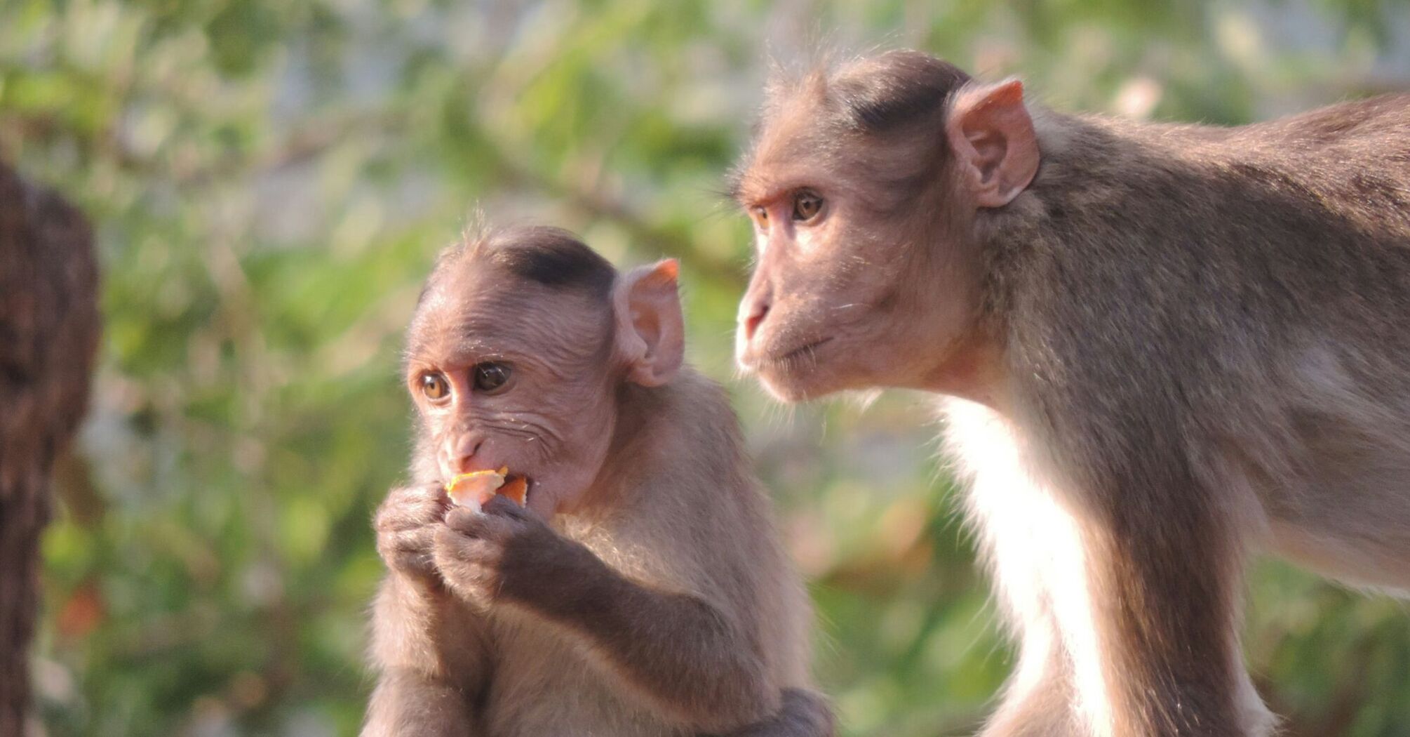 Two monkeys on a ledge, one eating, in natural light