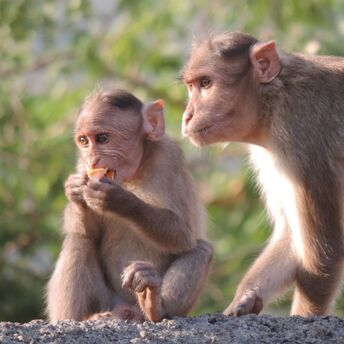 Two monkeys on a ledge, one eating, in natural light