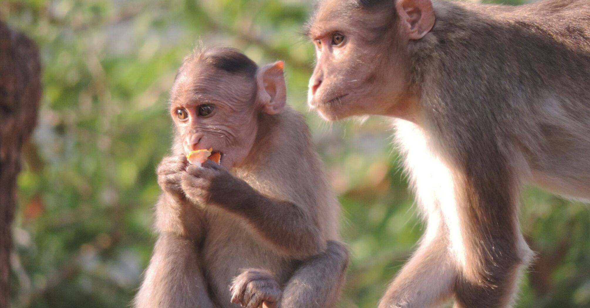 Two monkeys on a ledge, one eating, in natural light