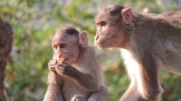 Two monkeys on a ledge, one eating, in natural light