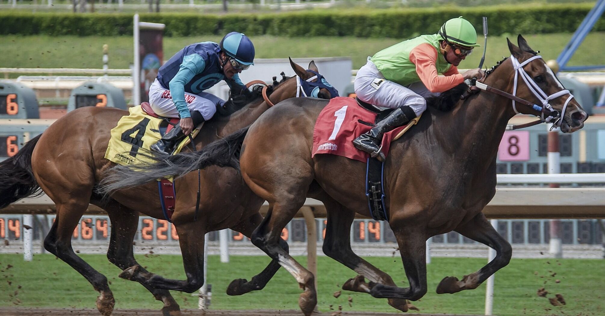 Two thoroughbred horses racing neck and neck on a dirt track