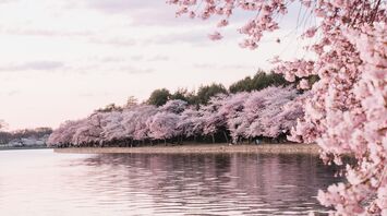 Body of water beside cherry blossom trees