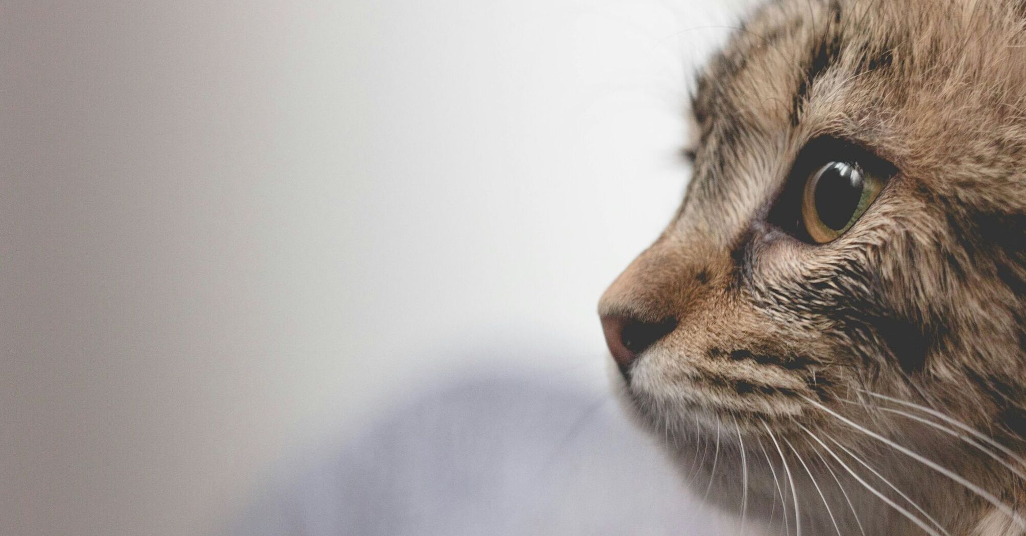 A close-up side profile of a fluffy tabby cat with a keen gaze