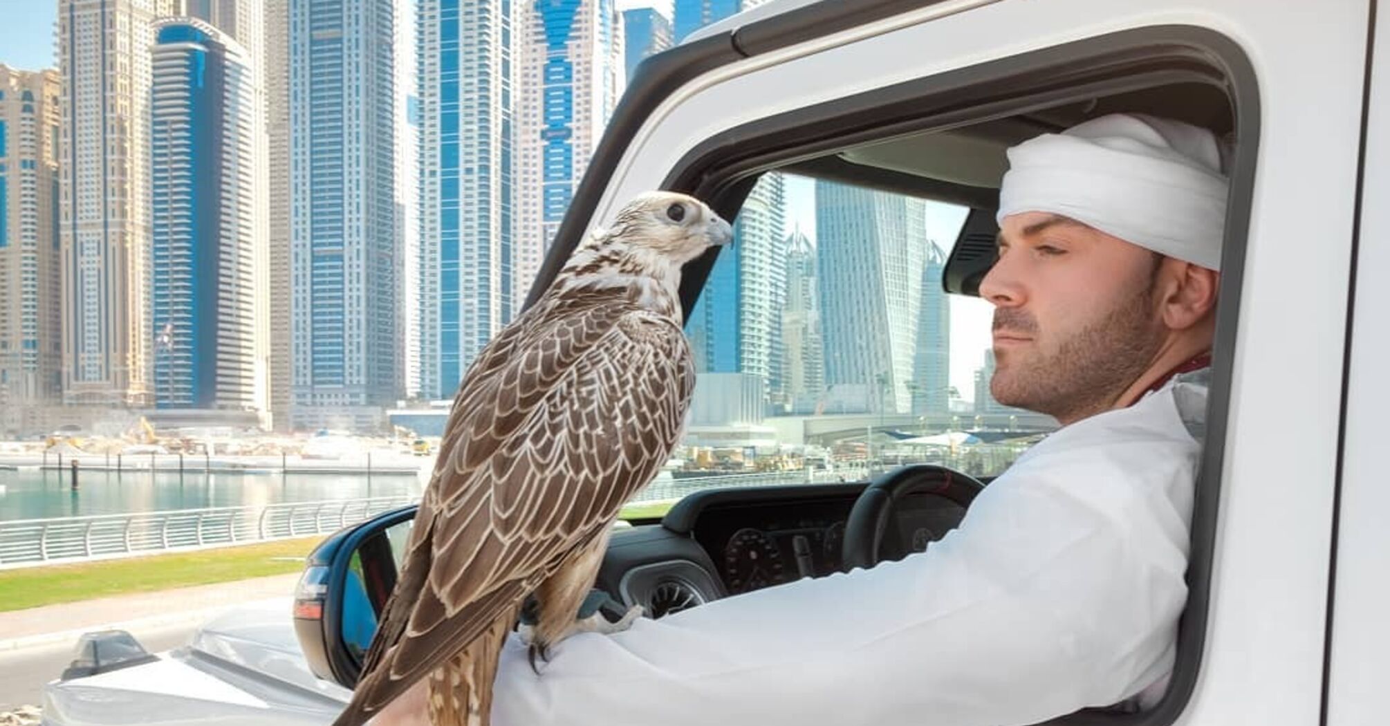 Scottish falcons are stolen by order of Arab sheikhs: Investigation