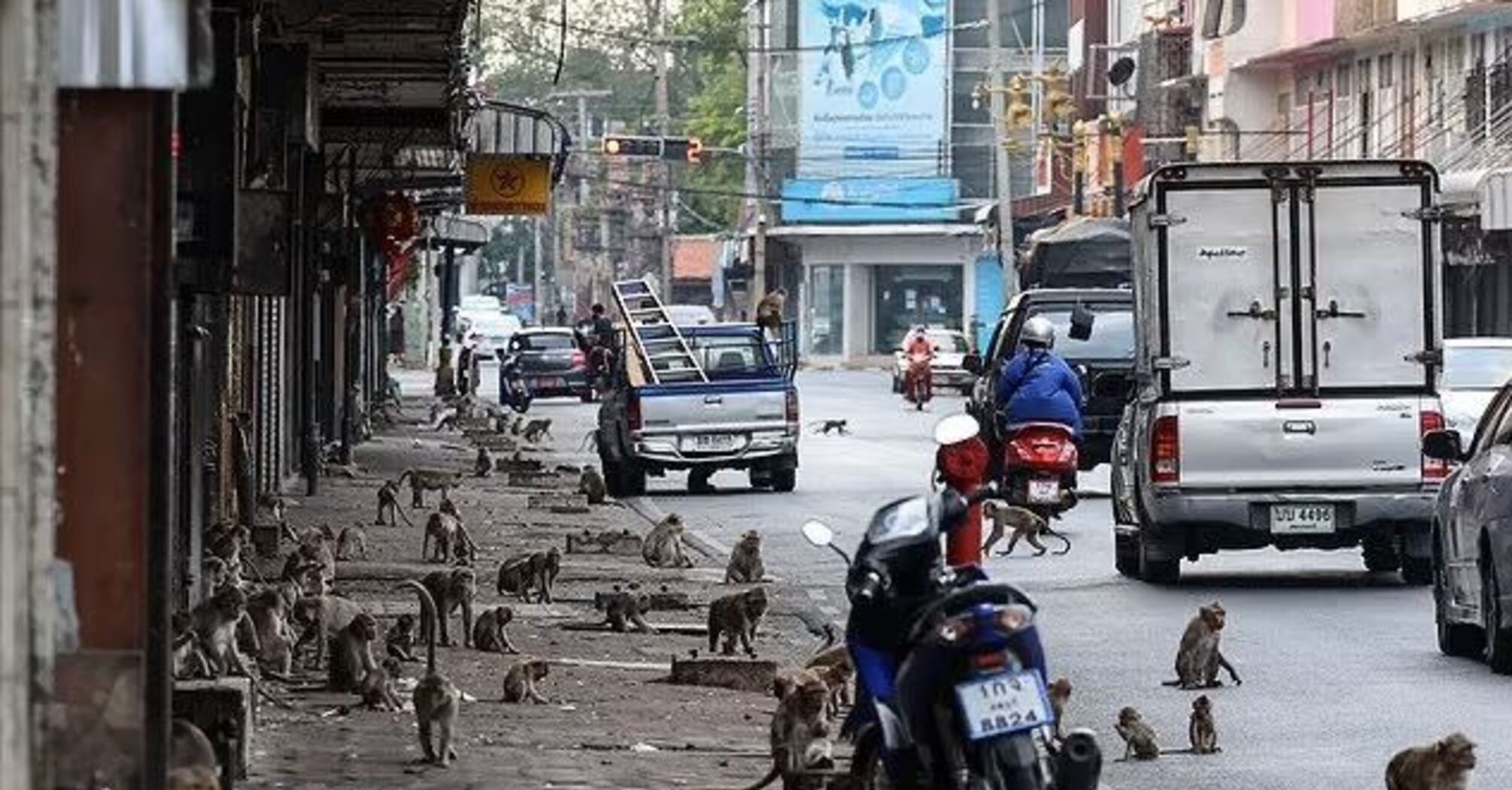 Police fight monkeys in Thailand