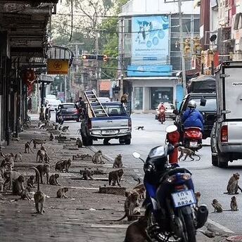 Police fight monkeys in Thailand