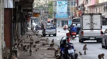 Police fight monkeys in Thailand