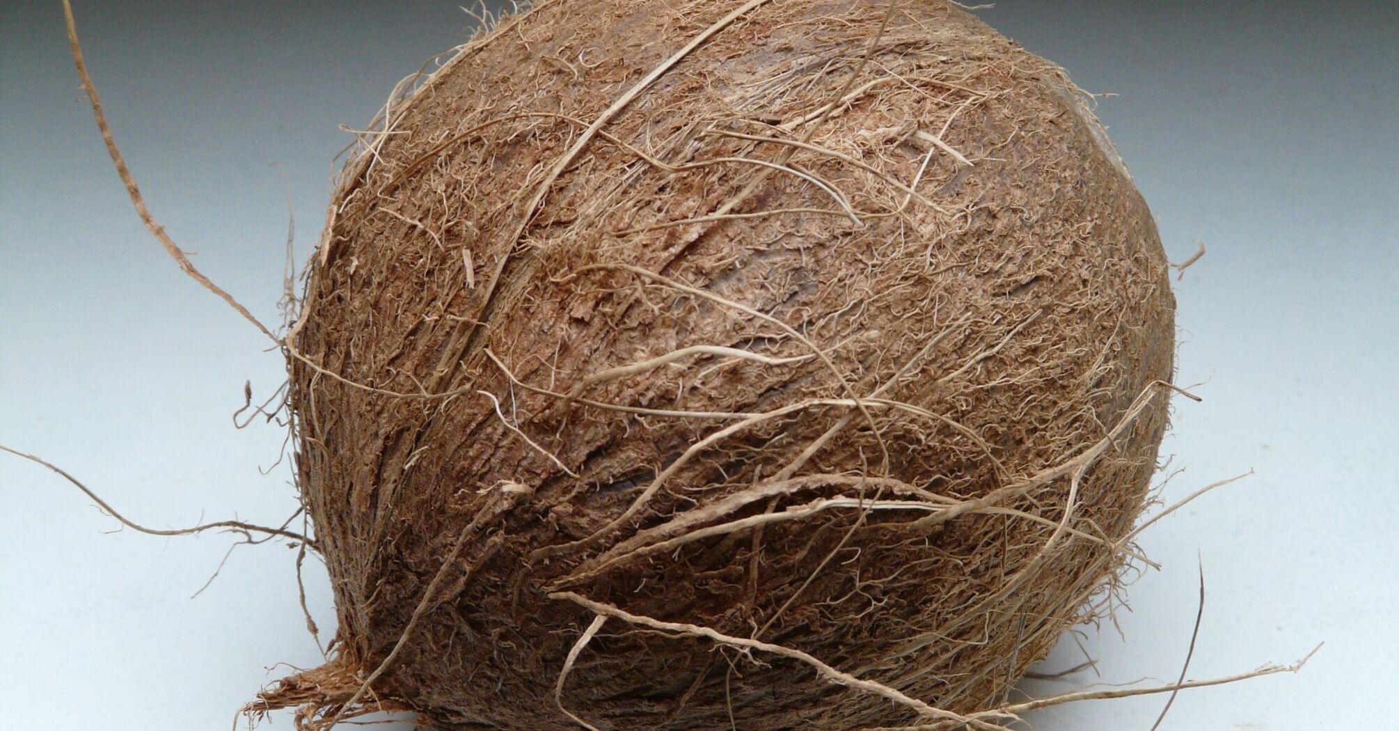 A whole, brown coconut with fibrous husk on a neutral background