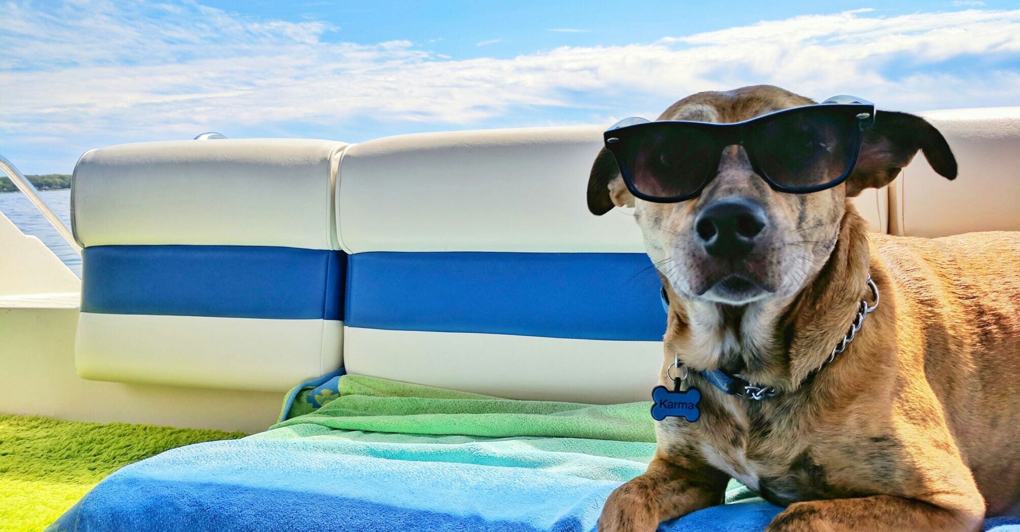 Brown dog wearing sunglasses on blue textile