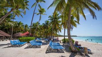 Palm trees and deckchairs by the sea