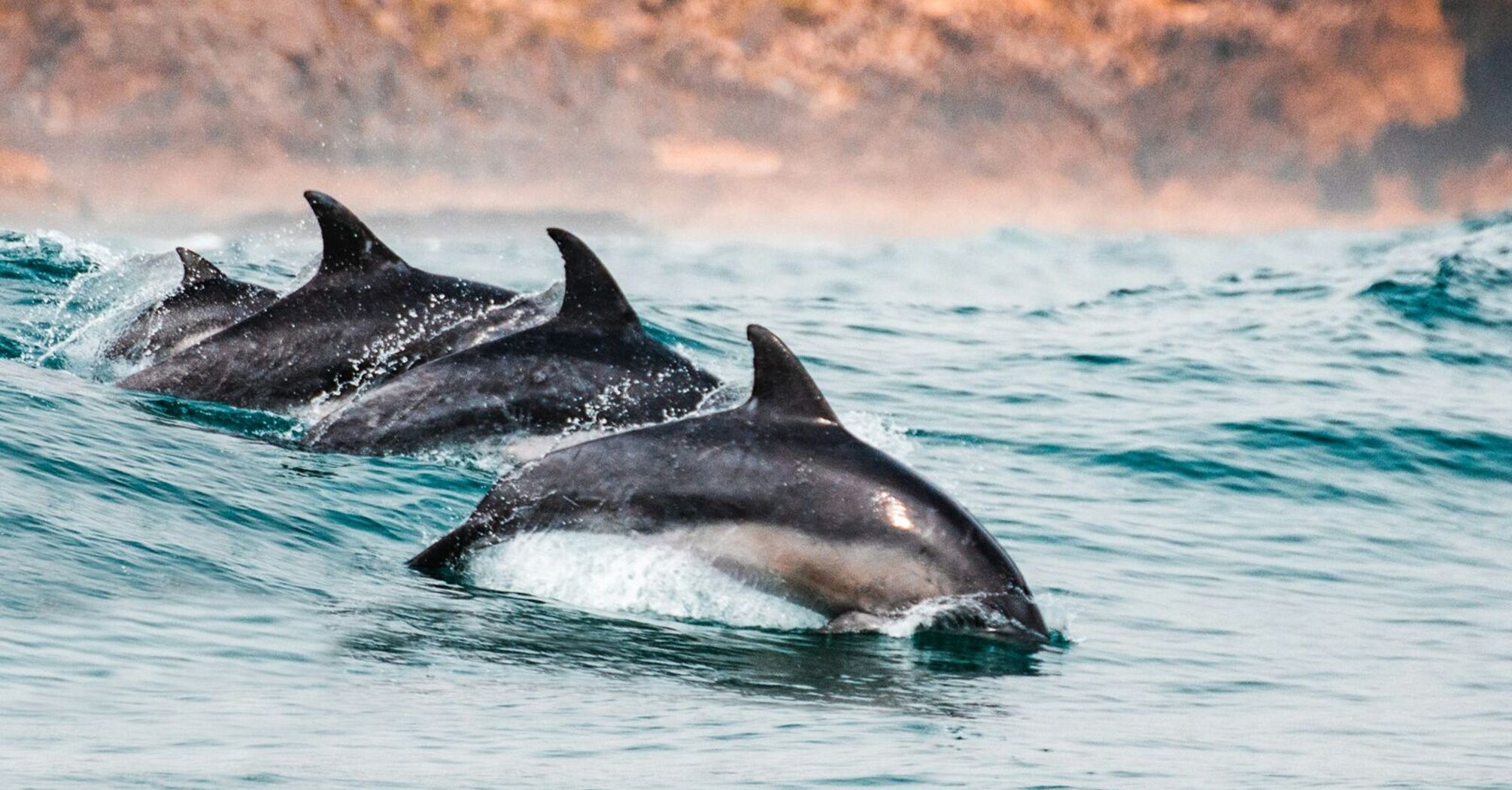 A group of dolphins swimming in the ocean