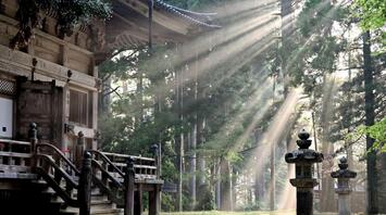 The sun's rays break through the dense forest