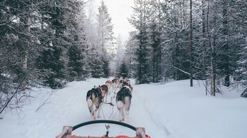 А snowy forest scene with a team of sled dogs pulling a sled through the trees