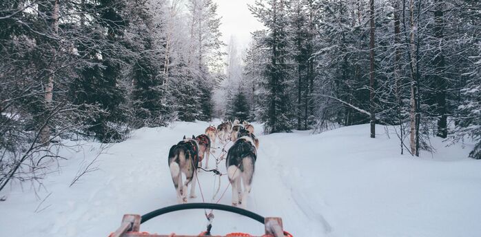 А snowy forest scene with a team of sled dogs pulling a sled through the trees