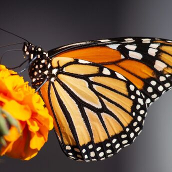 Selective focus photography of butterfly on flower