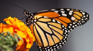 Selective focus photography of butterfly on flower