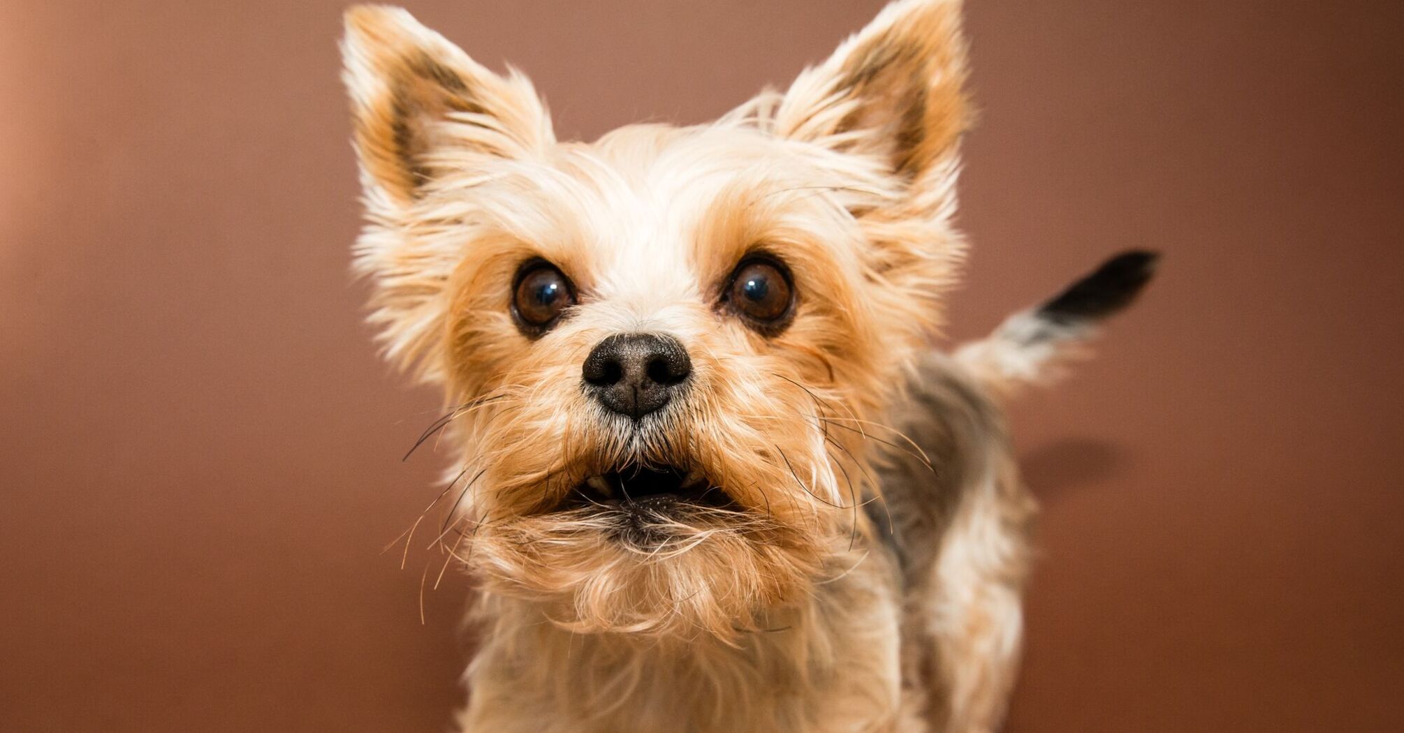 A Yorkshire Terrier with an alert expression, facing the camera against a plain background
