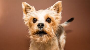 A Yorkshire Terrier with an alert expression, facing the camera against a plain background